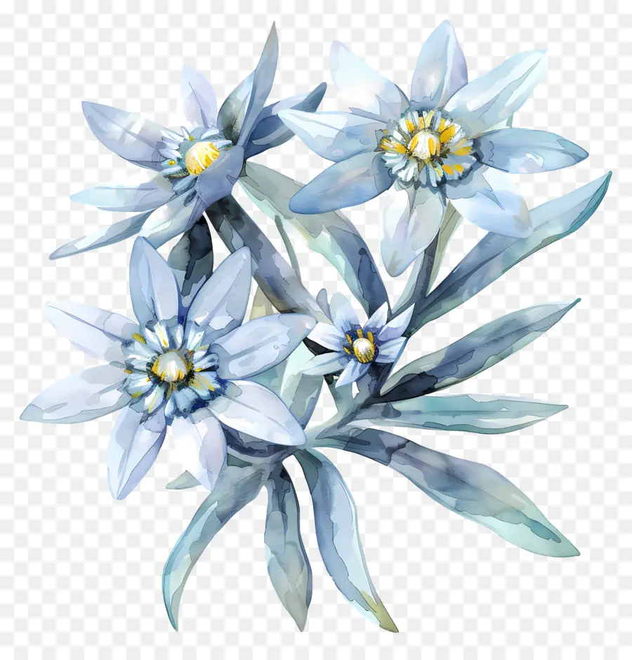 Edelweiss，ดอกไม้ PNG