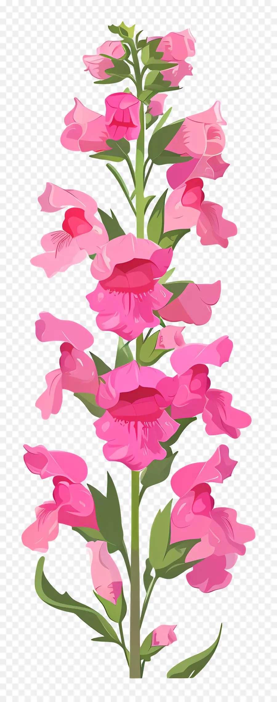 ดอกไม้ Snapdragon，ดอกไม้สีชมพู PNG