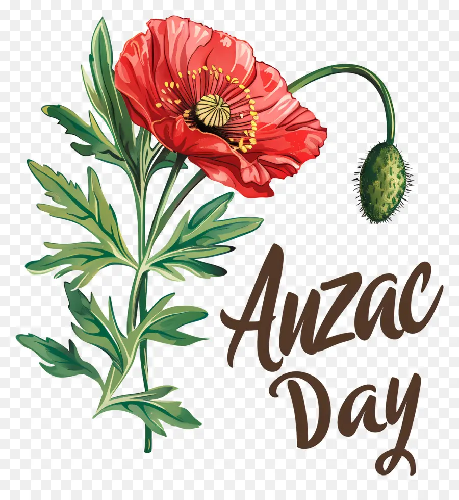 วัน Anzac，ดอกป๊อปปี้สีแดง PNG