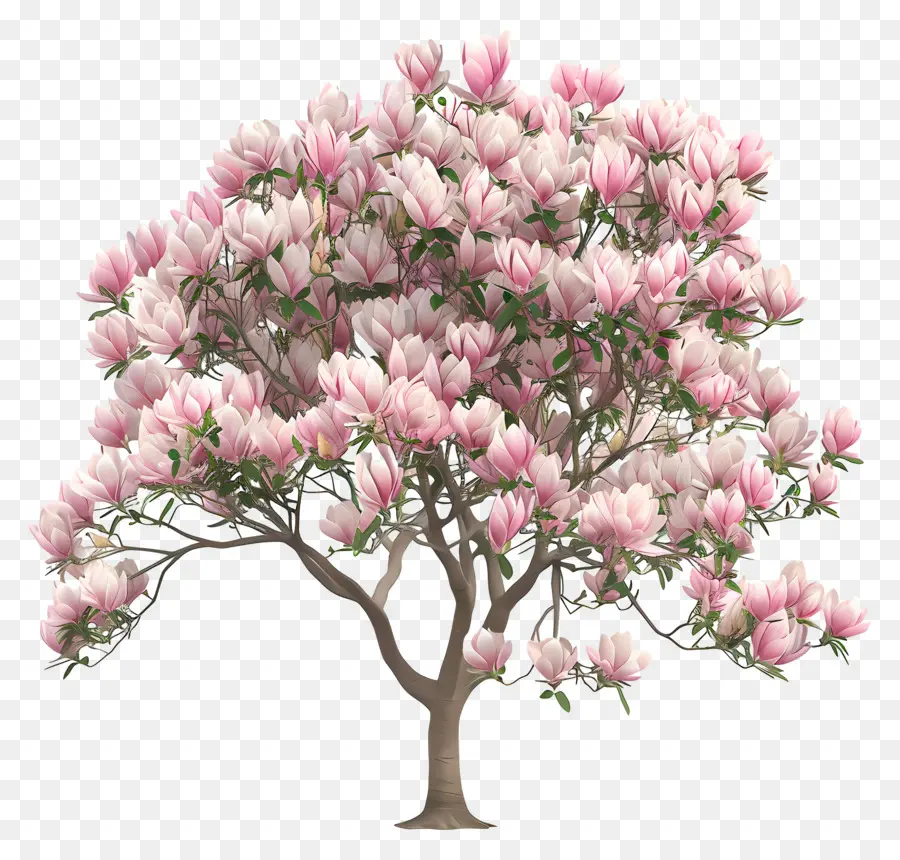 Magnolia ต้นไม้，ดอกสีชมพู PNG