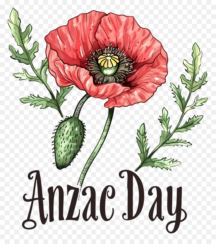 วัน Anzac，ดอกป๊อปปี้สีแดง PNG