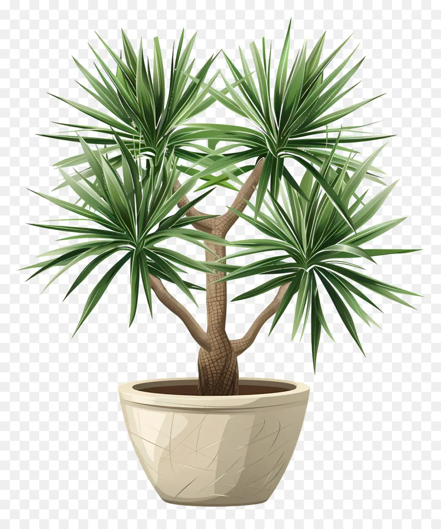 ยัค，Cactus ต้นไม้ PNG