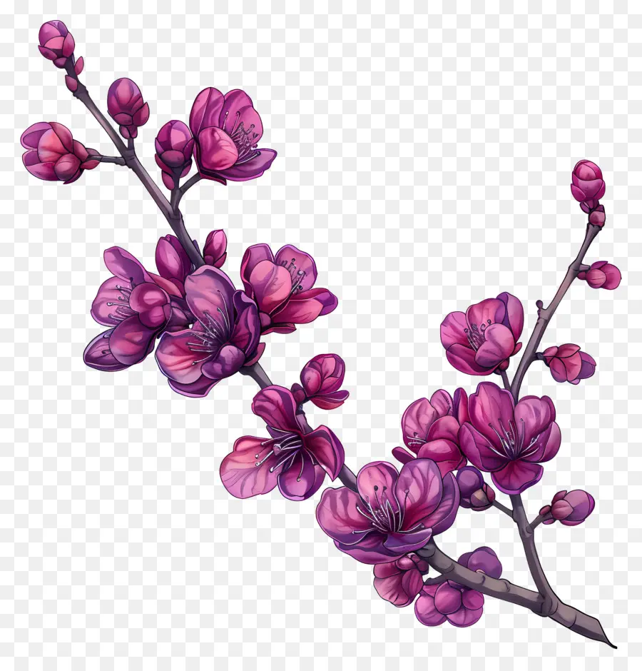 Redbud จีน，ดอกไม้สีชมพู PNG