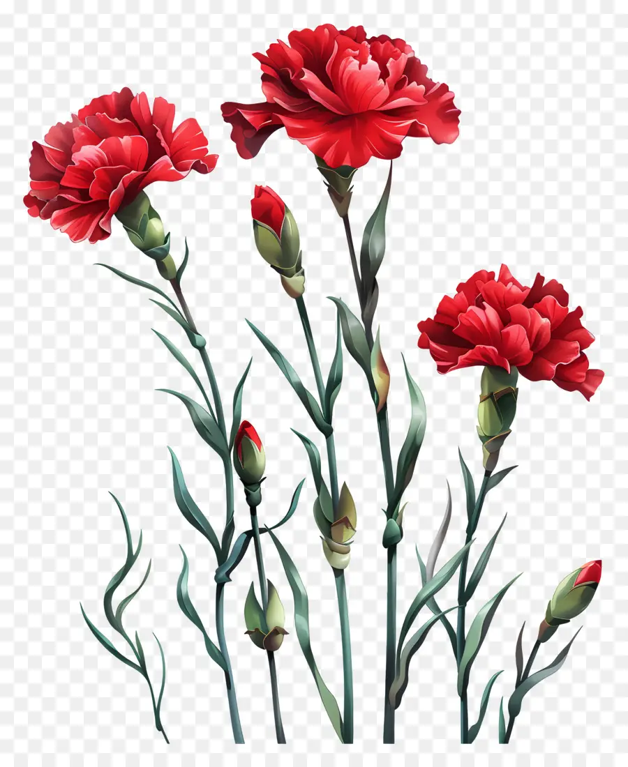 มันทับดอกคาร์เนชั่น，สีแดง Carnations PNG