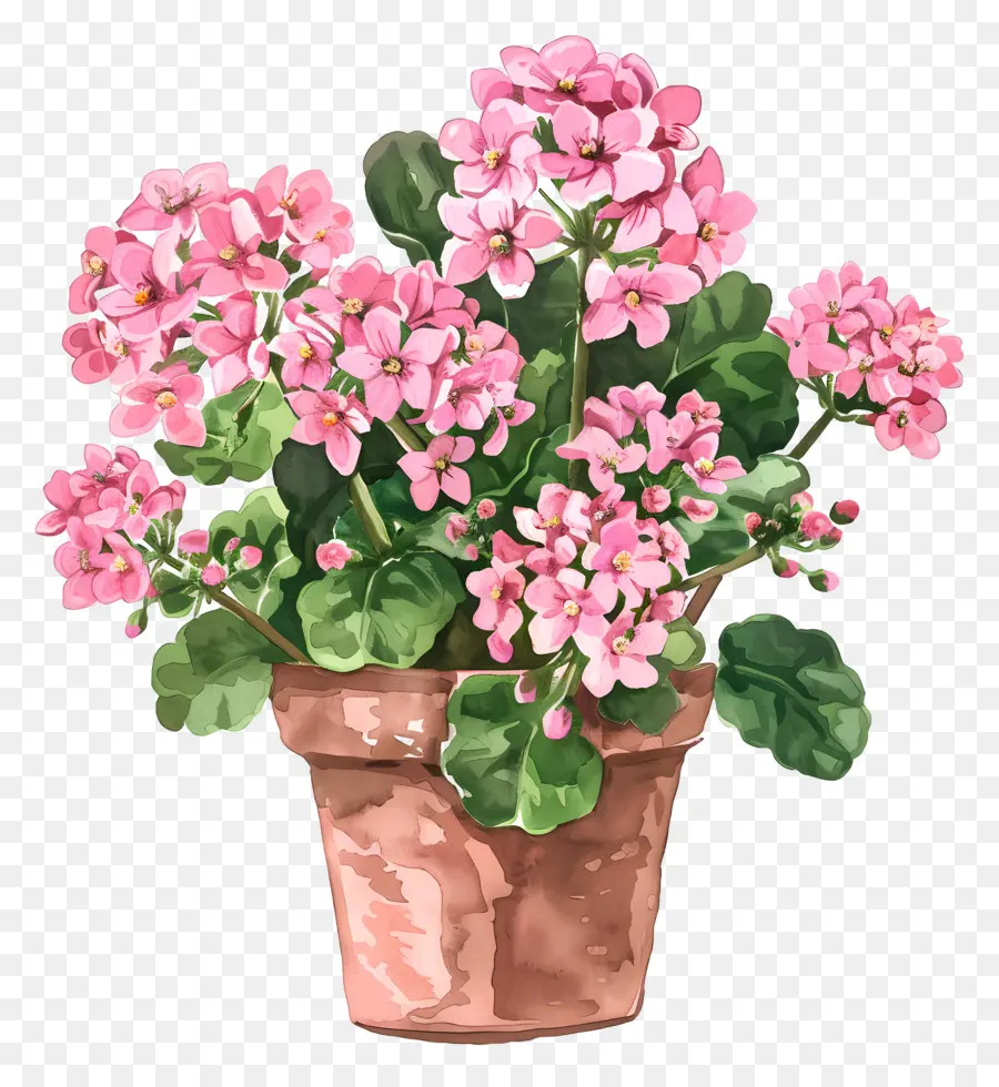 โรงงาน Kalanchoe，ดอกไม้สีชมพู PNG