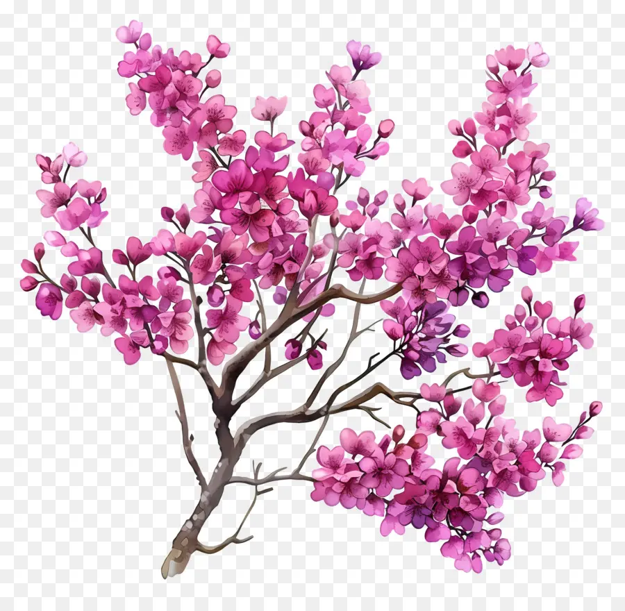 Redbud จีน，ดอกไม้สีชมพู PNG