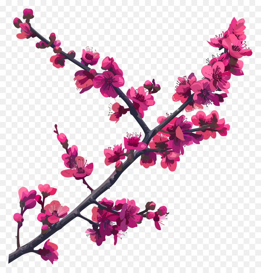 จีน Redbud，เชอร์รี่ Blossoms PNG