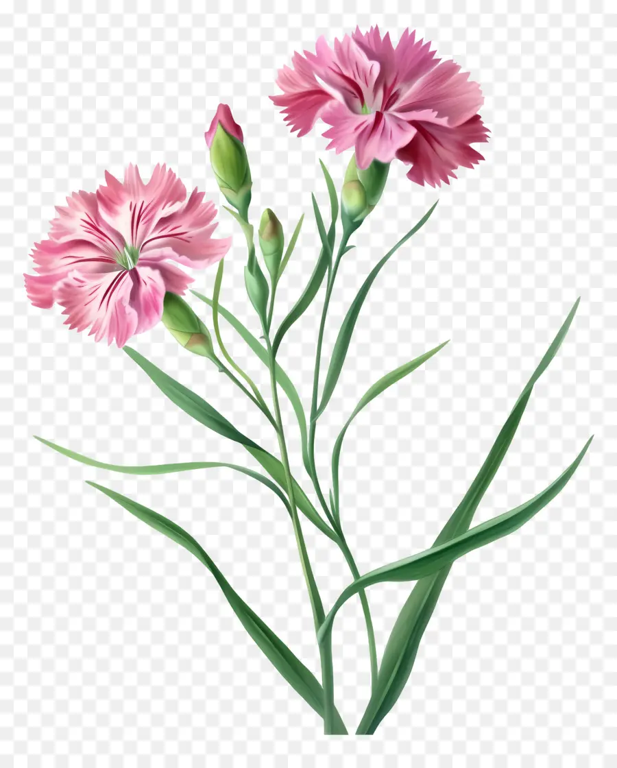 ดอกไม้การ์ตูน 3 มิติ，สีชมพูมันทับดอกคาร์เนชั่น PNG