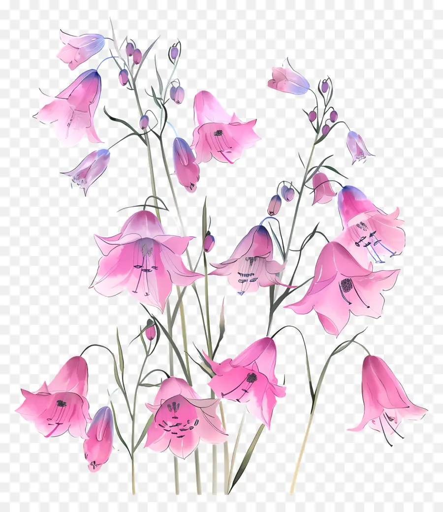 ดอกไม้สีชมพู，ดอกลิลลี่ Calla สีชมพู PNG