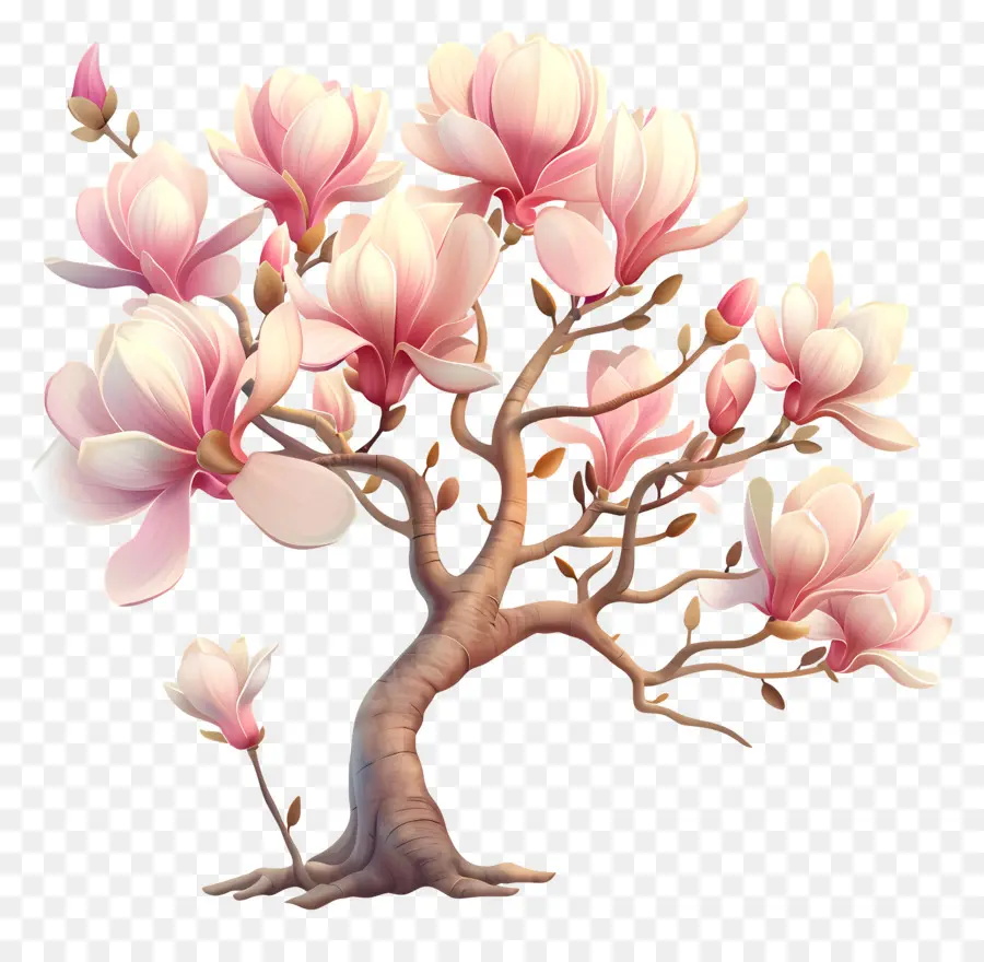 Magnolia ต้นไม้，ดอกไม้สีชมพูขาว PNG