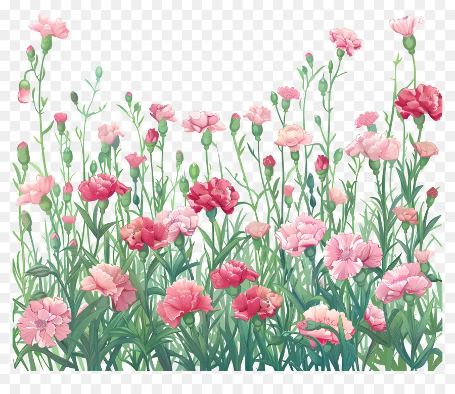พื้นหลังสนามคาร์เนชั่น，ดอกไม้สีชมพู PNG