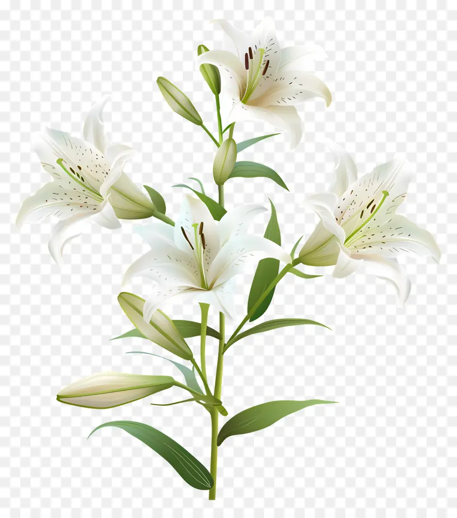 งานศพ，สีขาว Lilies PNG