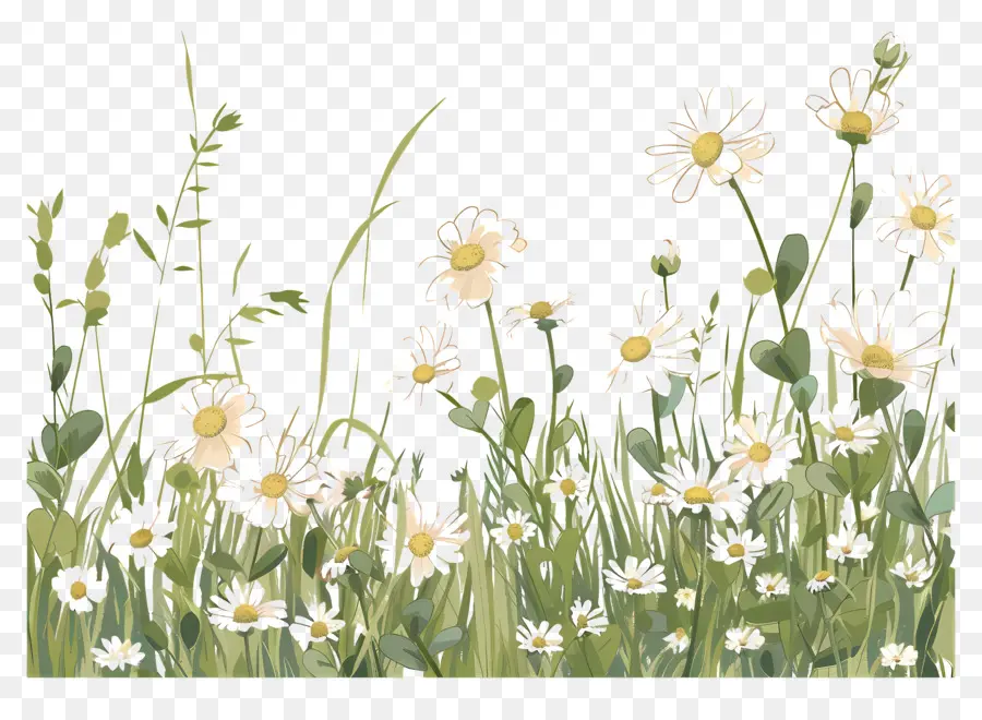 พื้นหลังของ Daisy Field，ดอกไม้ป่า PNG