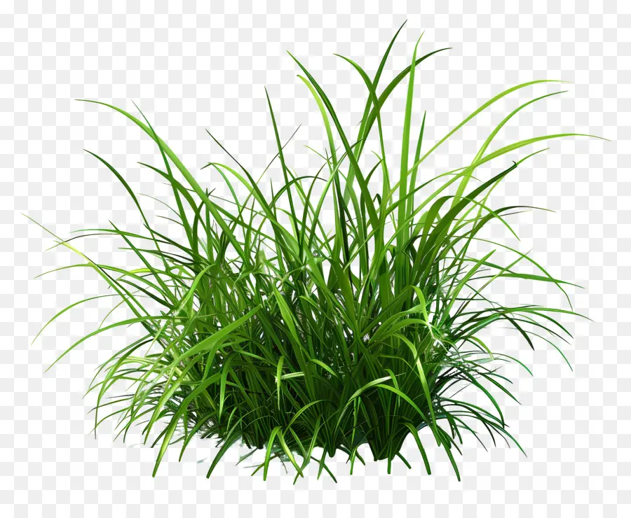 พุ่มไม้，หญ้าสีเขียว PNG