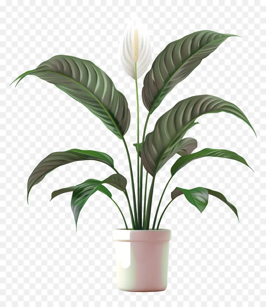 Potted Peace Lily，กระถาง PNG