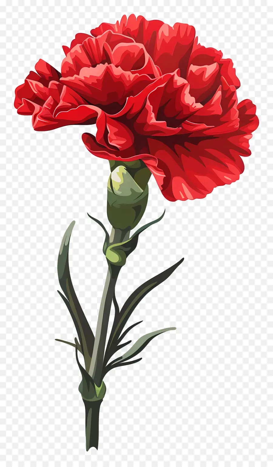ดอกคาร์เนชั่นซักดอกไม้，สีแดงมันทับดอกคาร์เนชั่น PNG