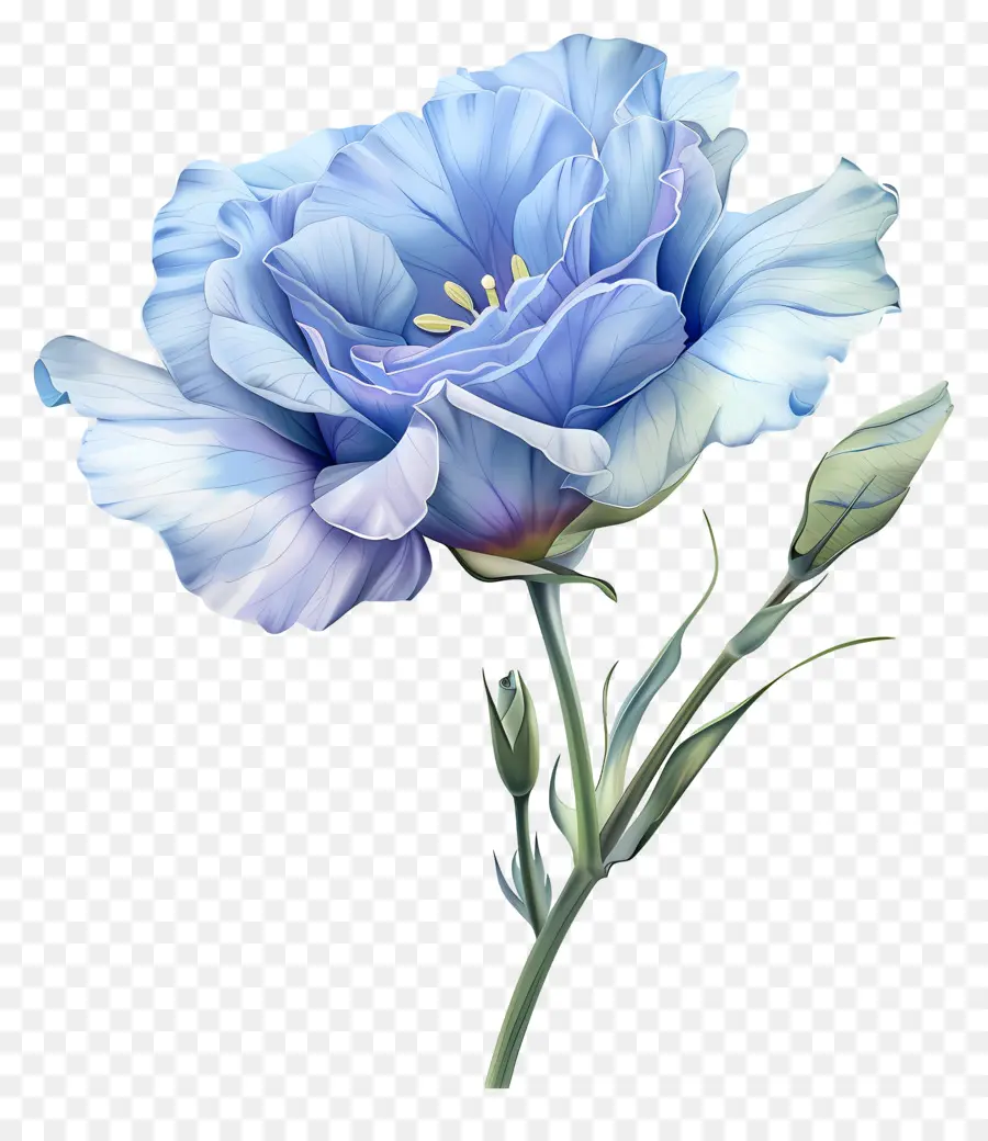 ดอกไม้สีน้ำเงิน Lisianthus，ภาพวาดดอกไม้สีฟ้า PNG
