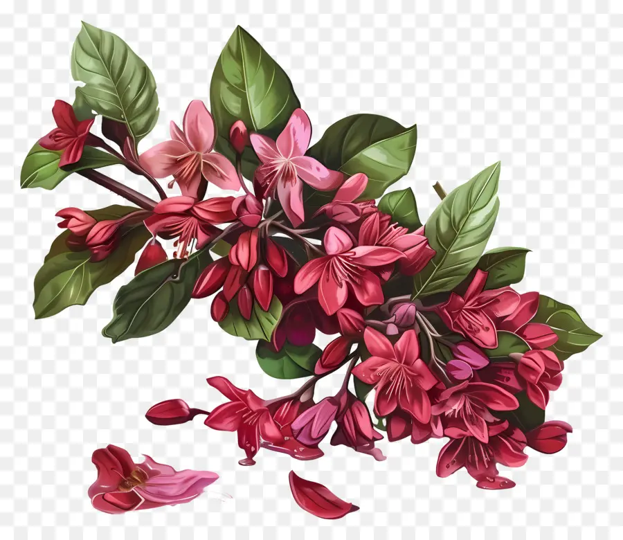 Weigela ไวน์ที่หก，ดอกไม้ PNG