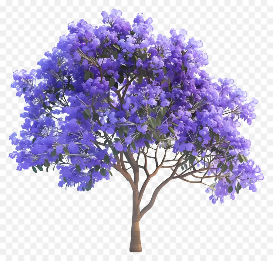ต้น Jacaranda สีน้ำเงิน，ดอกไม้สีม่วง PNG