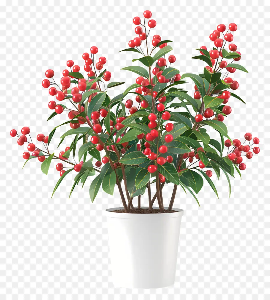 Nandina Domestica，พืชกระถาง PNG