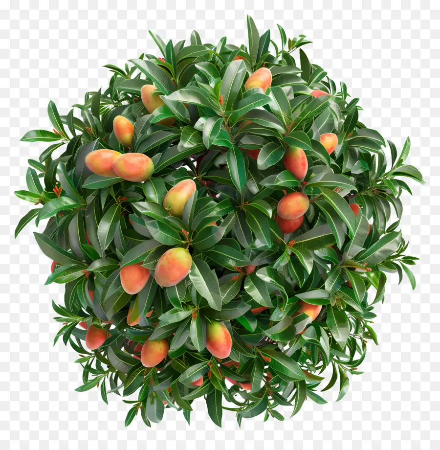 Mango ต้นไม้，พีชนต้นไม้ PNG