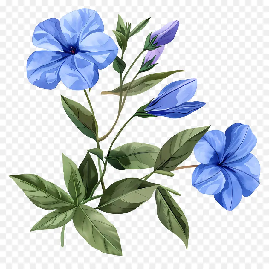 ดอกไม้ Periwinkle，ดอกไม้สีม่วง PNG