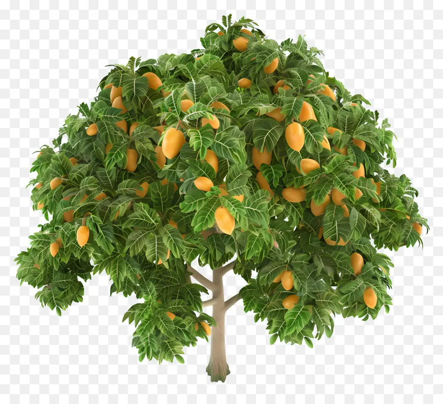 Mango ต้นไม้，สีส้มต้นไม้ PNG