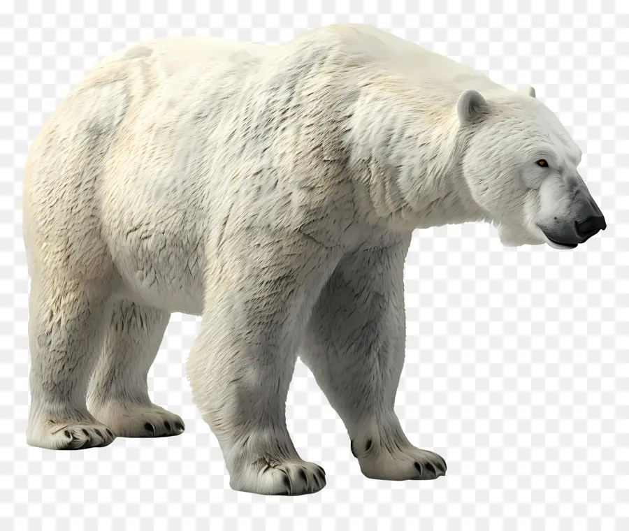 มุมมองด้านข้างหมีขั้วโลก，หมีขั้ว PNG