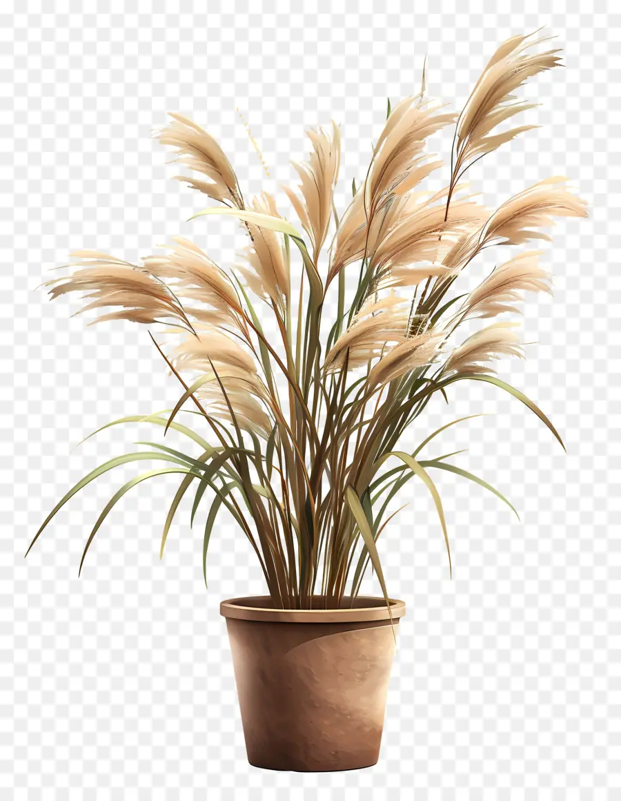 Miscanthus Sinensis，พืชกระถาง PNG