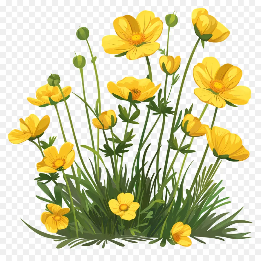 Buttercup ดอกไม้，สีเหลืองดอกไม้ PNG