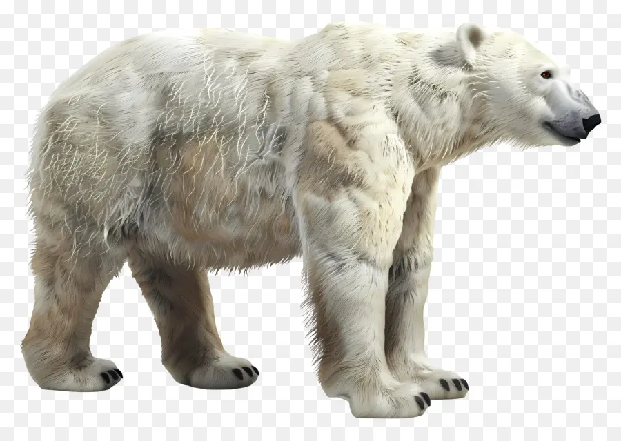 มุมมองด้านข้างหมีขั้วโลก，หมีขั้ว PNG