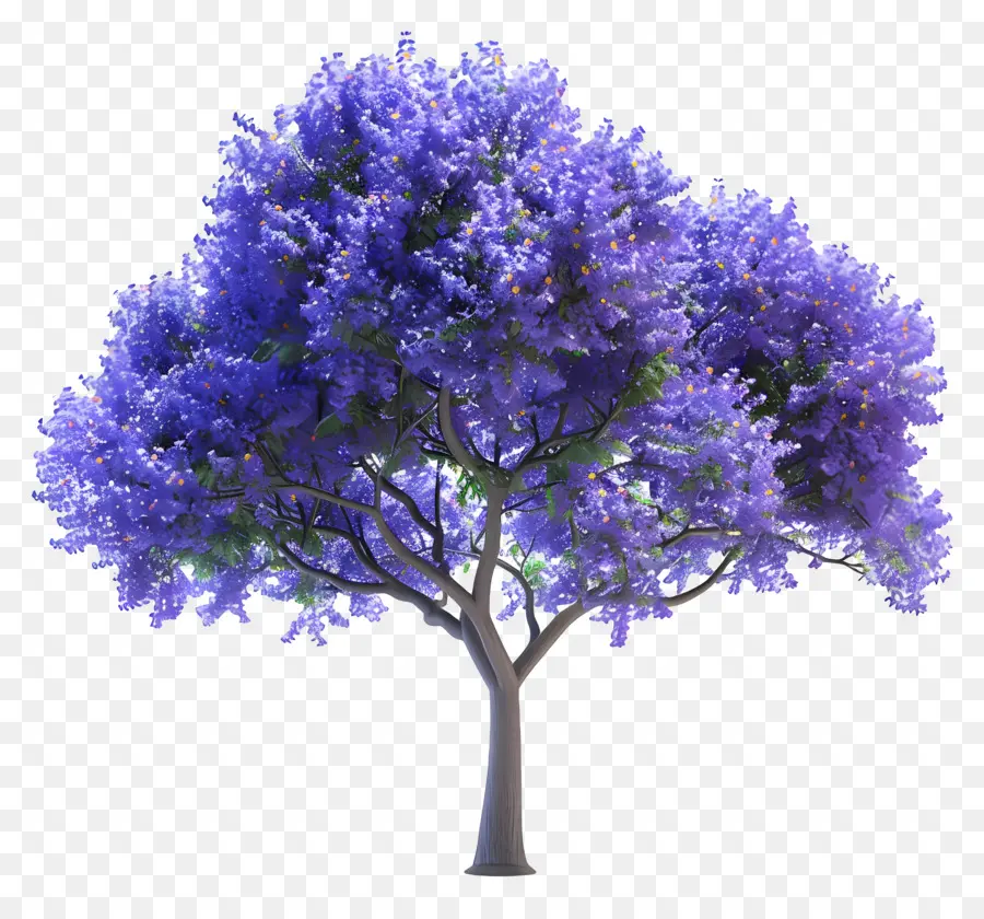 ต้น Jacaranda สีน้ำเงิน，สีน้ำเงินดอกไม้ PNG