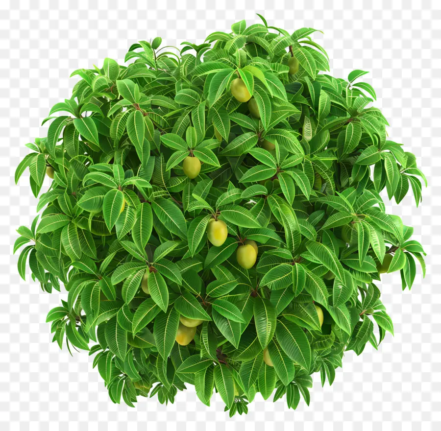 Mango ต้นไม้，สีเหลืองผลไม้ PNG