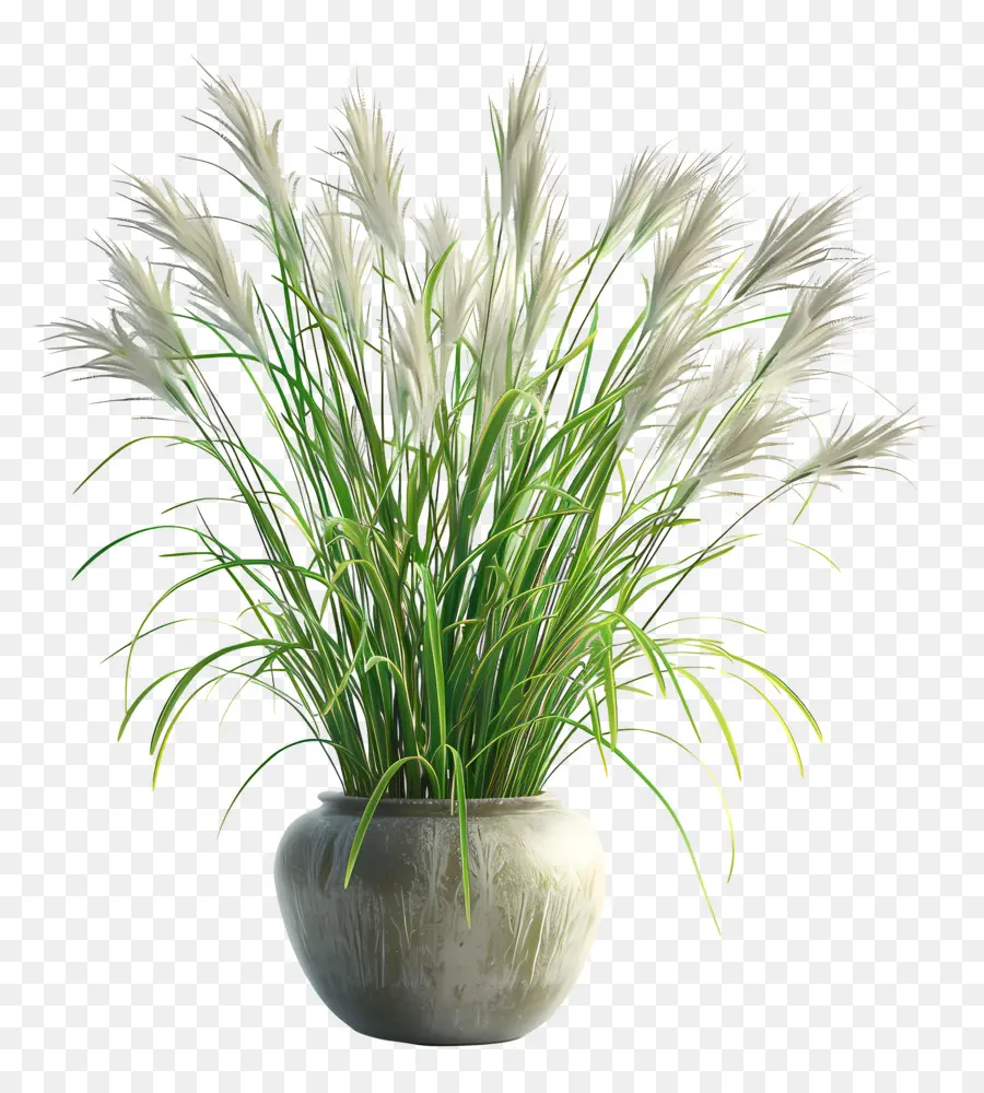 Miscanthus Sinensis，พืชกระถาง PNG