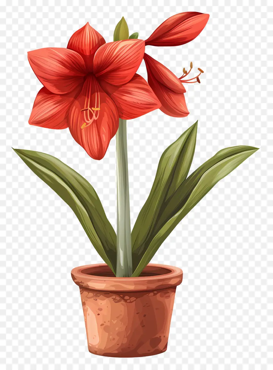 ดอกไม้ Amaryllis กระถาง，ดอกไม้สีแดง PNG