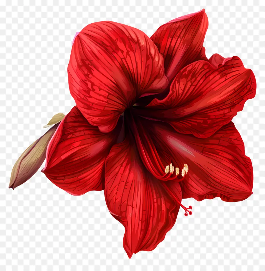 ดอกไม้ Amaryllis，ดอกไม้สีแดง PNG