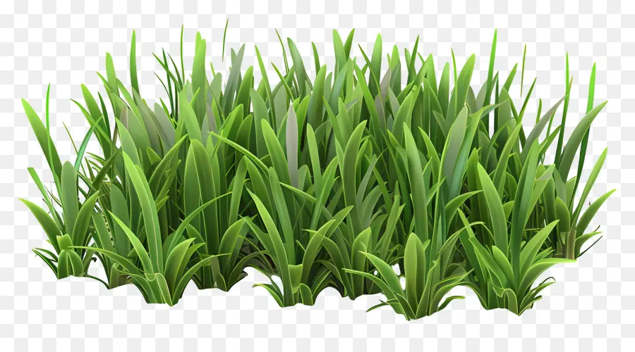 หญ้าสวน，หญ้าสีเขียว PNG