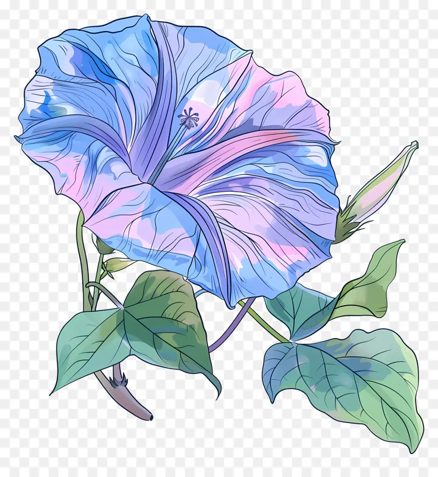 ดอกผักบุ้ง，Blue Morning Glory PNG