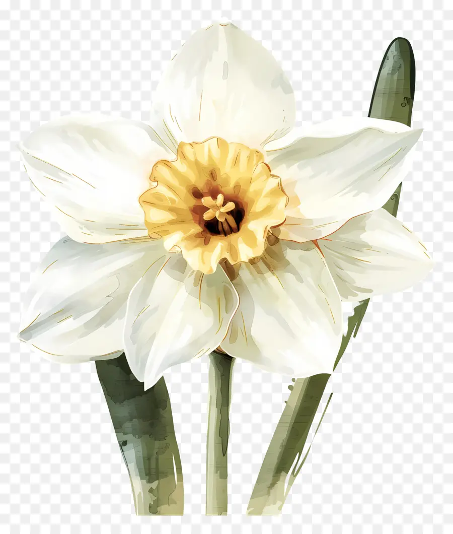 ดอกแดฟโฟดิลสีขาว，แดฟโฟดิล PNG