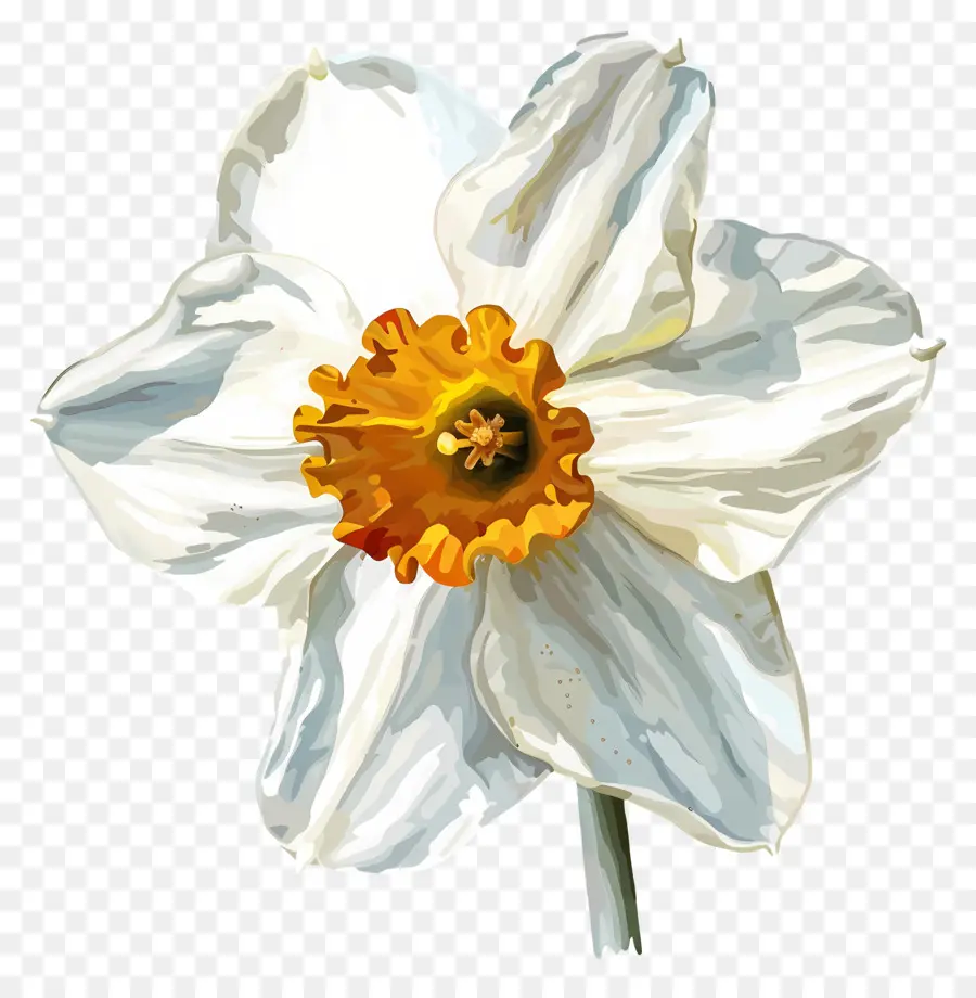 ดอกแดฟโฟดิลสีขาว，แดฟโฟดิล PNG