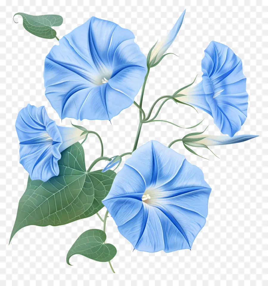 ดอกผักบุ้ง，สีน้ำเงินดอกไม้ PNG