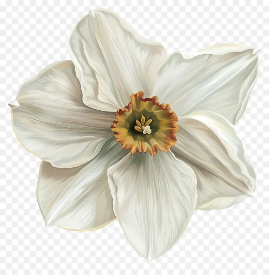 ดอกแดฟโฟดิลสีขาว，ดอกไม้สีขาว PNG