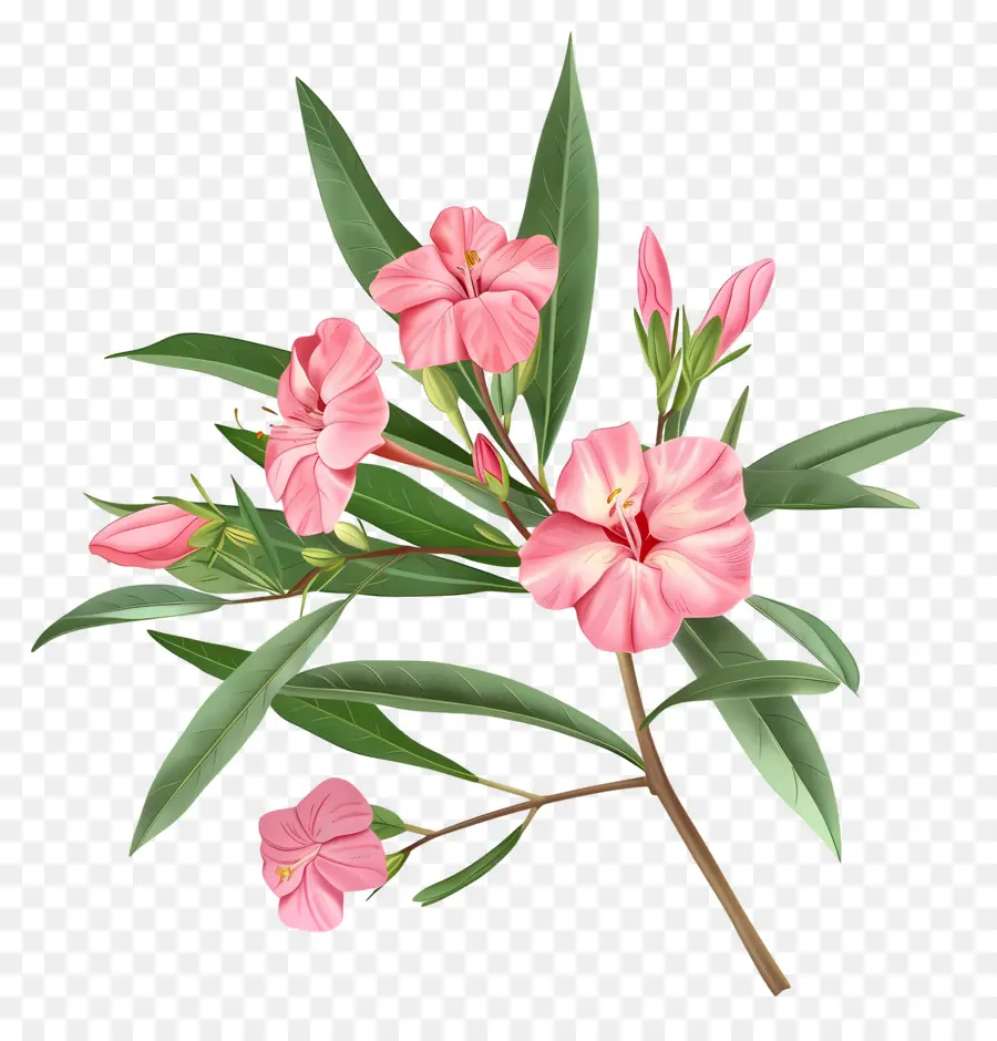 ยี่โถ，ดอกไม้สีชมพู PNG