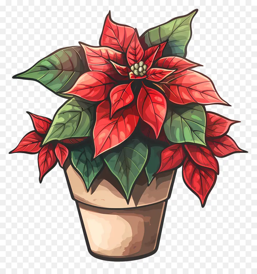 Poinsettia，ต้นไม้ PNG