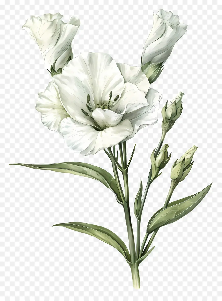 ดอกไม้ Lisianthus，ดอกไม้สีขาว PNG