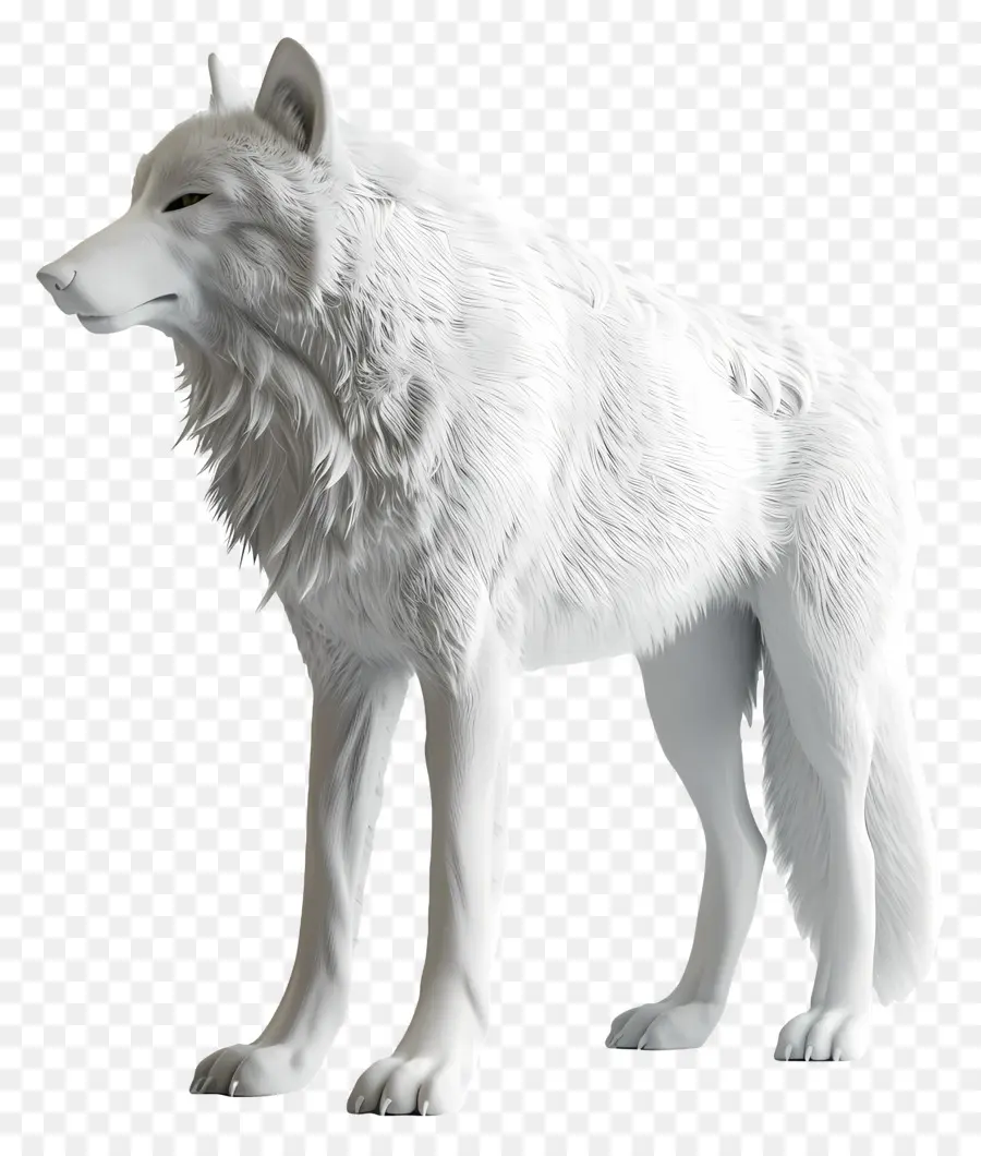 สีขาวหมาป่า，การแสดงผล 3 มิติ PNG