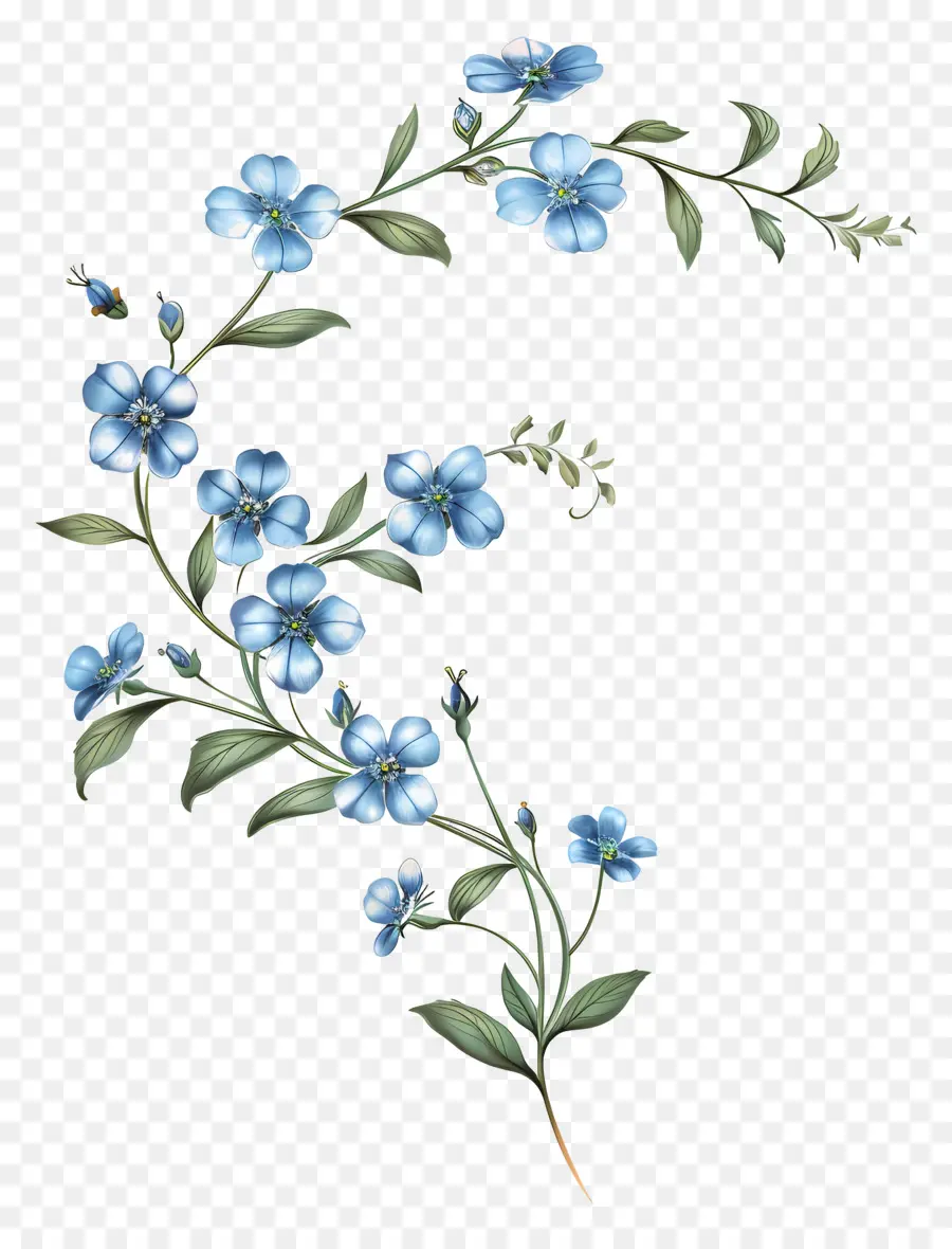 ลืมฉัน Nots，ภาพวาดดอกไม้สีฟ้า PNG