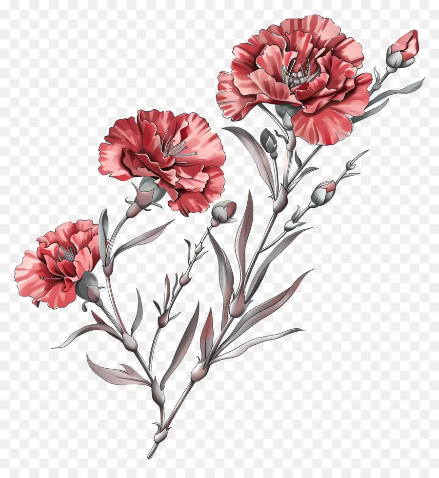 คาร์เนชั่น，สีแดง Carnations PNG