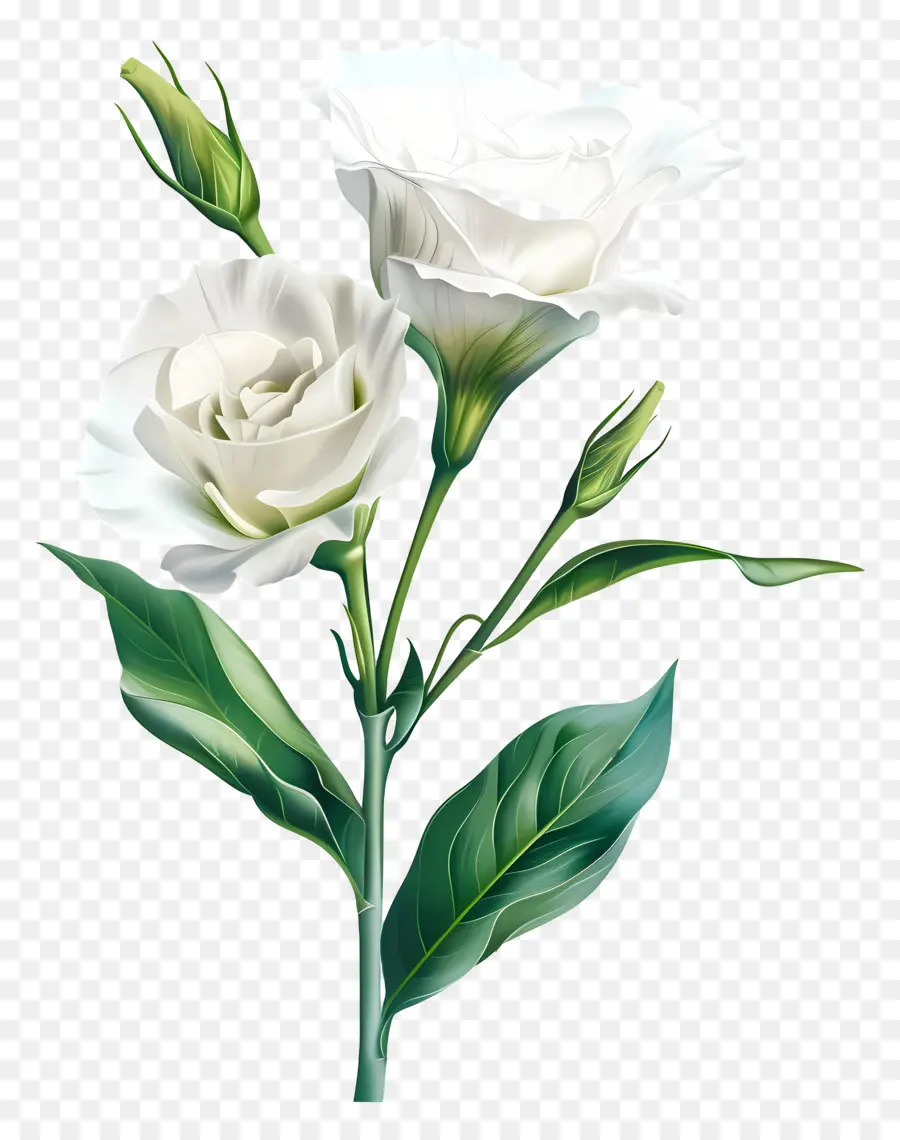 สีขาว Lisianthus，ดอกไม้สีขาว PNG