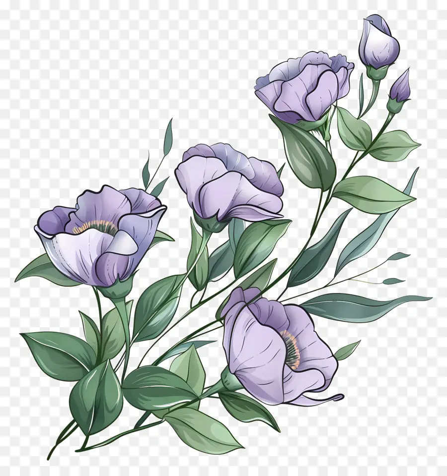 ดอกยูสโตมา，ดอกไม้สีม่วง PNG